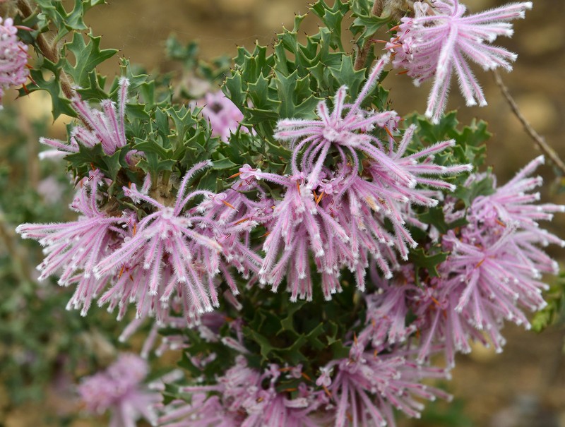 Isopogon baxteri photo 2