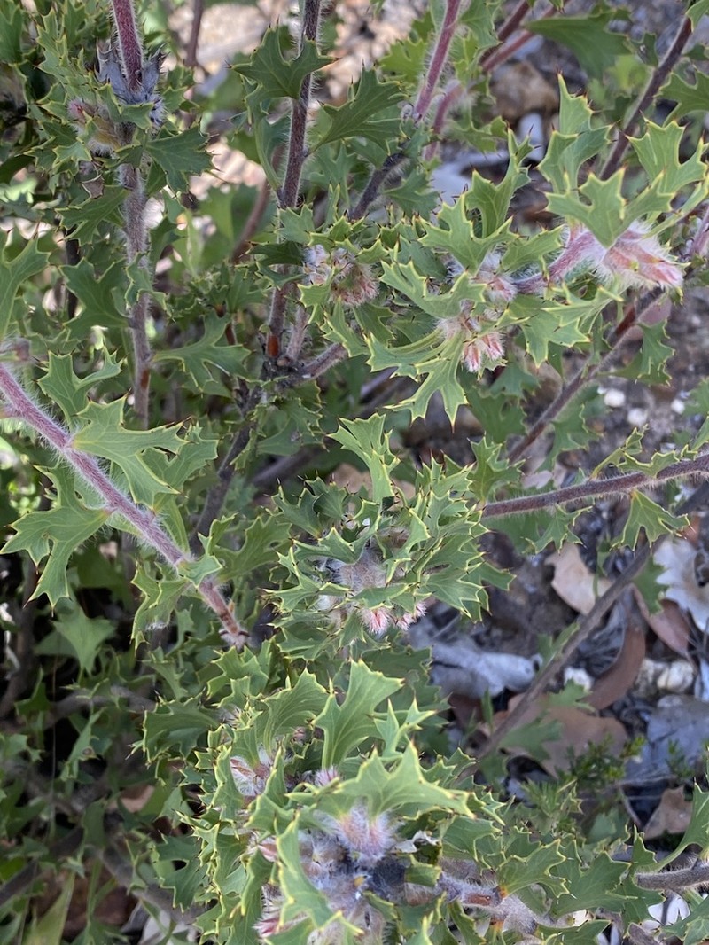 Isopogon baxteri photo 4