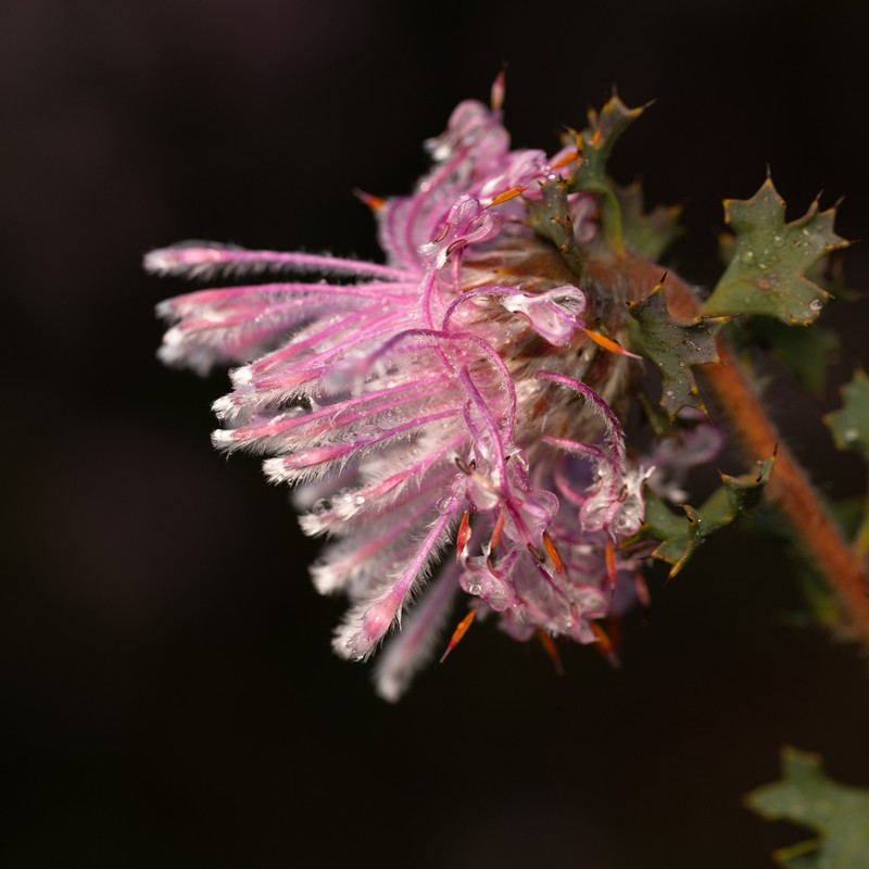 Isopogon baxteri photo 5