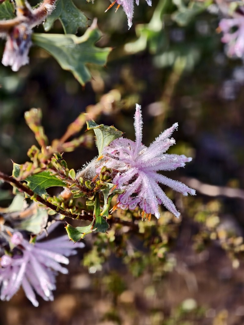 Isopogon baxteri photo 6