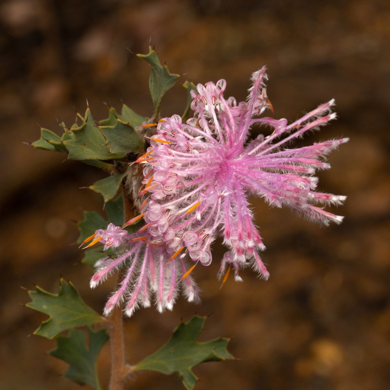 Isopogon baxteri photo 7