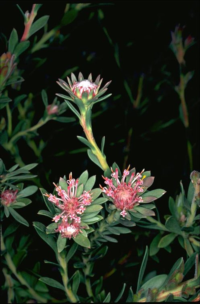 Isopogon buifolius