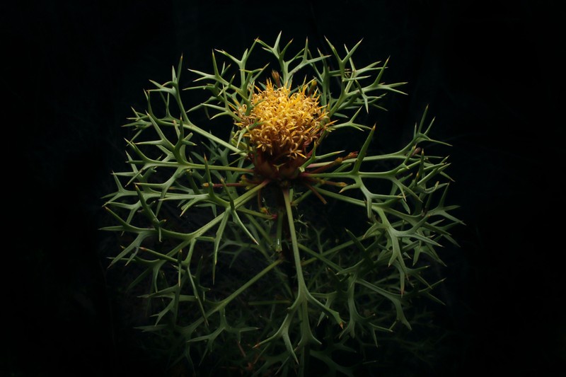Isopogon ceratophyllus photo 2