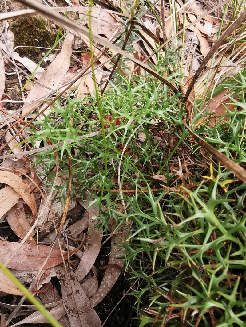 Isopogon ceratophyllus photo 3