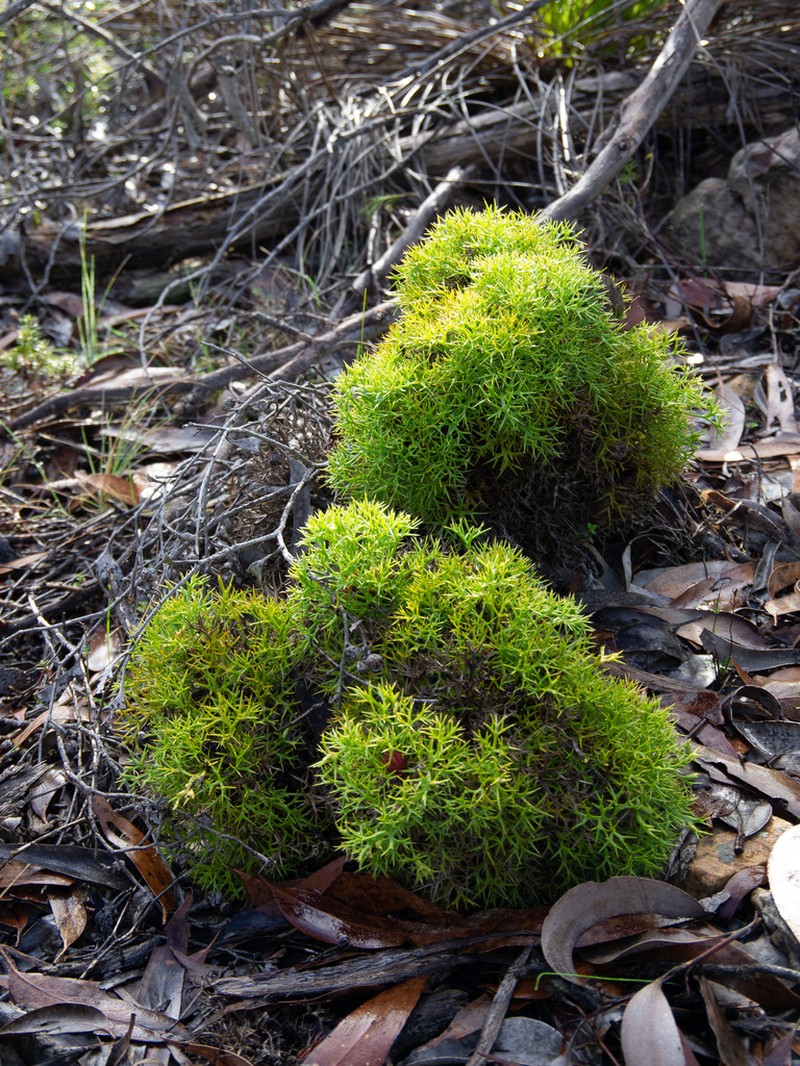 Isopogon ceratophyllus photo 4