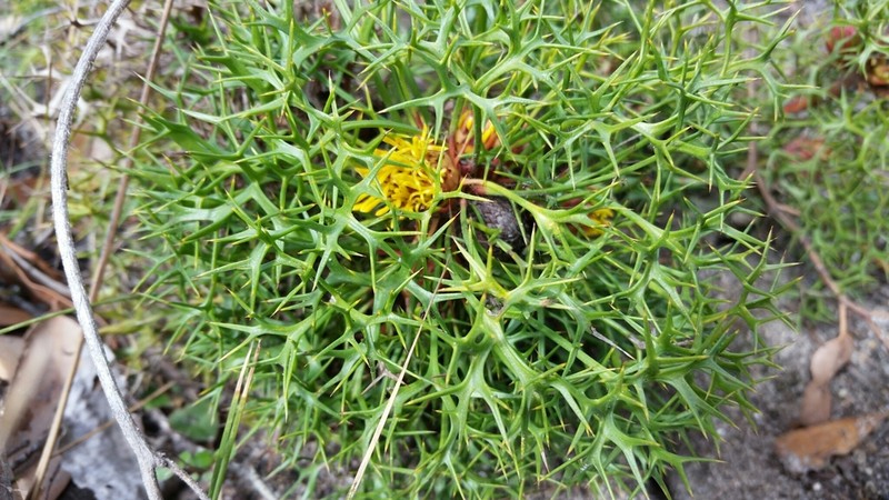Isopogon ceratophyllus photo 5
