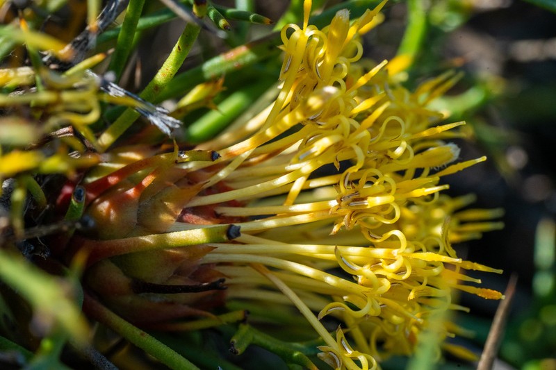 Isopogon ceratophyllus photo 6