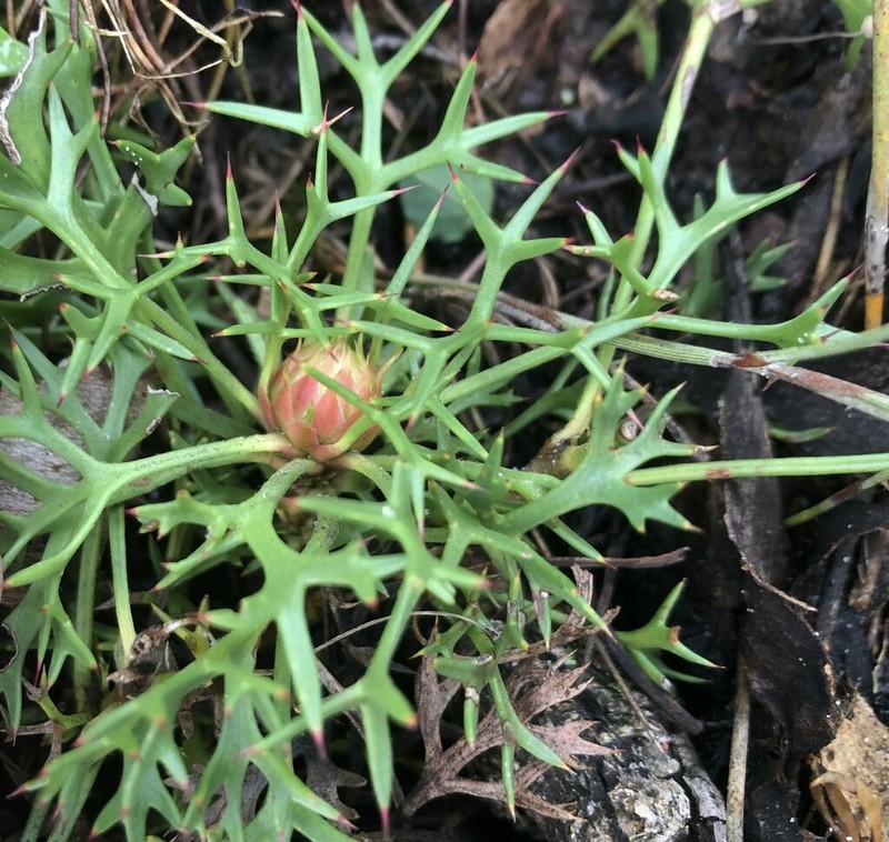 Isopogon ceratophyllus photo 7