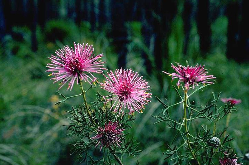 Isopogon crithmifolius