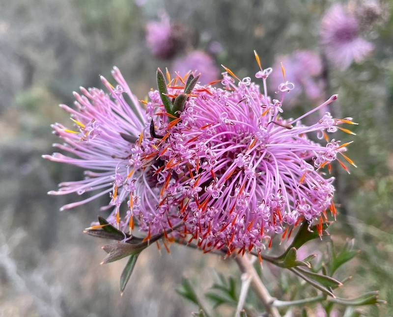 Isopogon crithmifolius photo 2