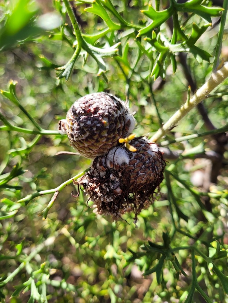 Isopogon crithmifolius photo 3