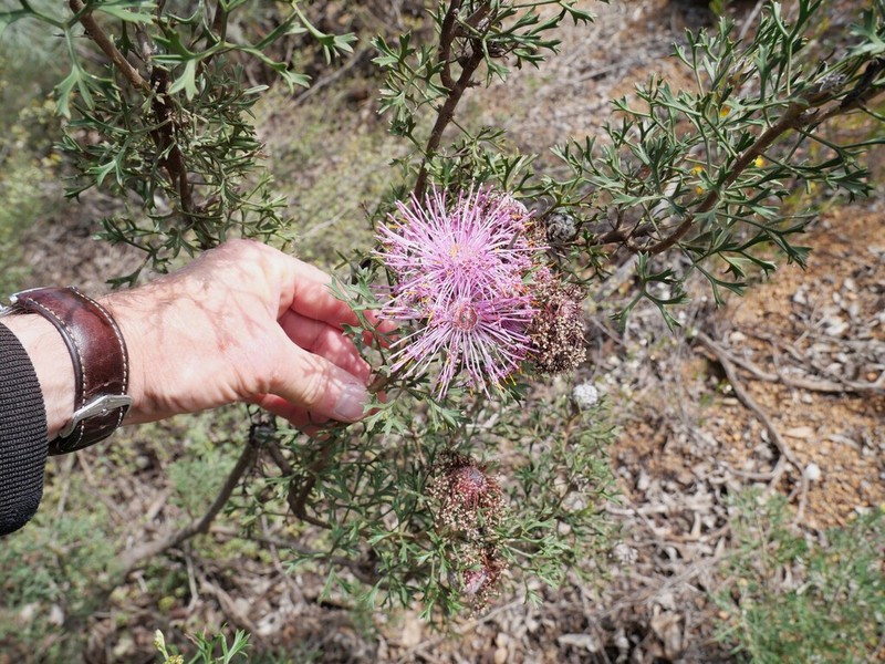 Isopogon crithmifolius photo 4