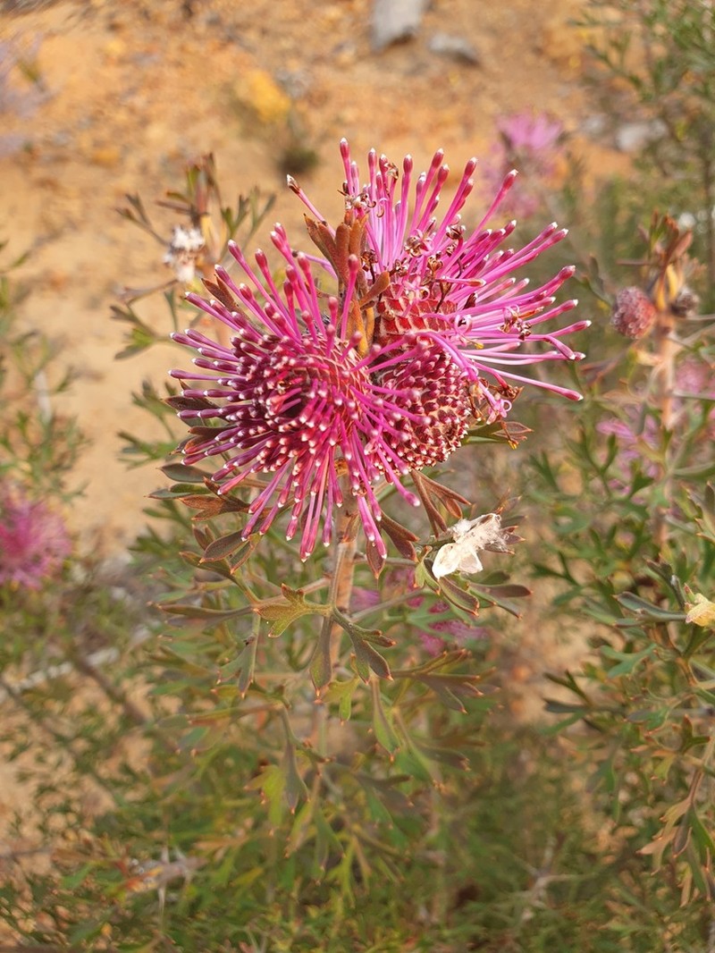 Isopogon crithmifolius photo 5