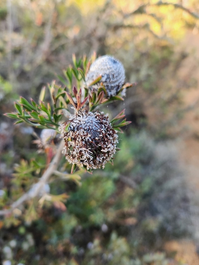 Isopogon crithmifolius photo 6