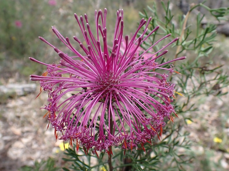 Isopogon crithmifolius photo 7