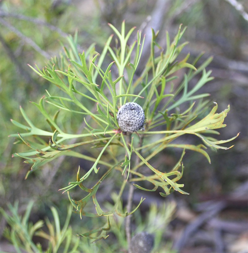 Isopogon dawsonii