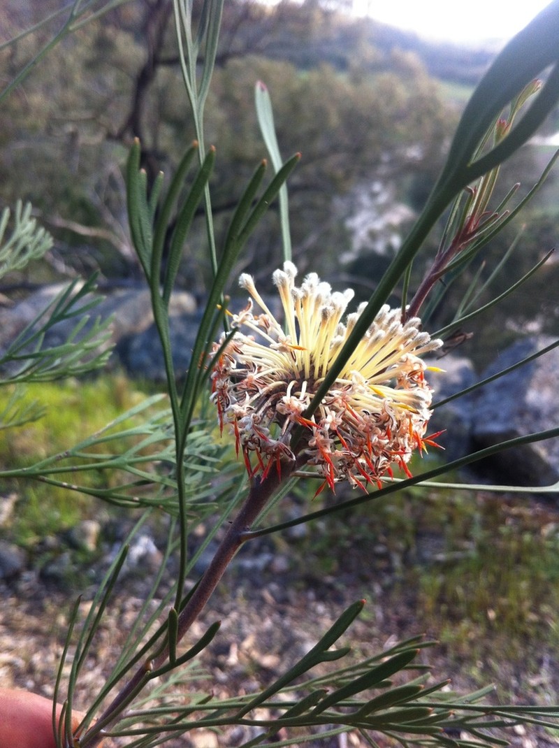 Isopogon dawsonii photo 2