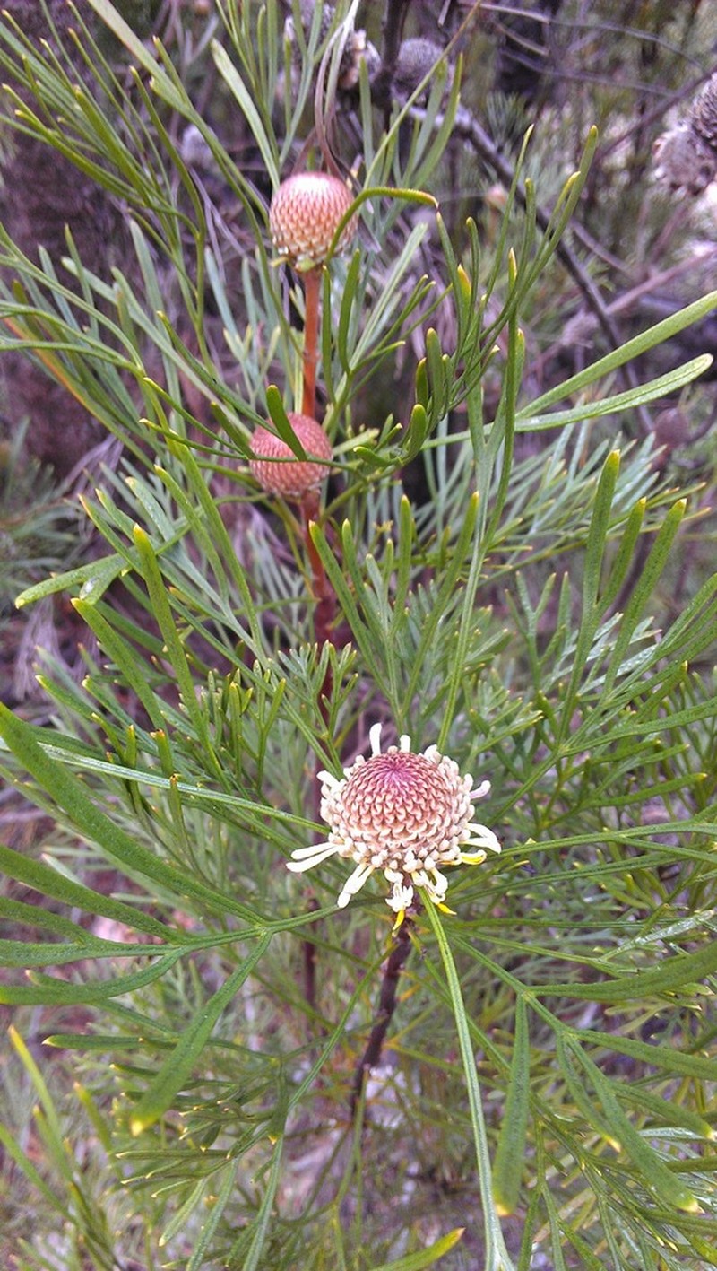 Isopogon dawsonii photo 4