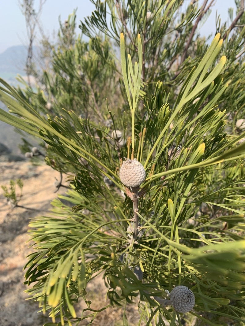 Isopogon dawsonii photo 5