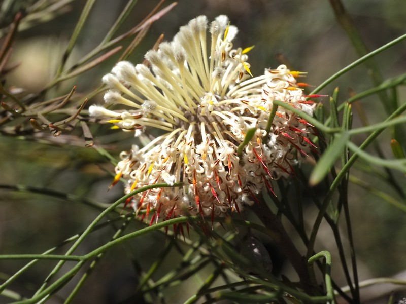 Isopogon dawsonii photo 6