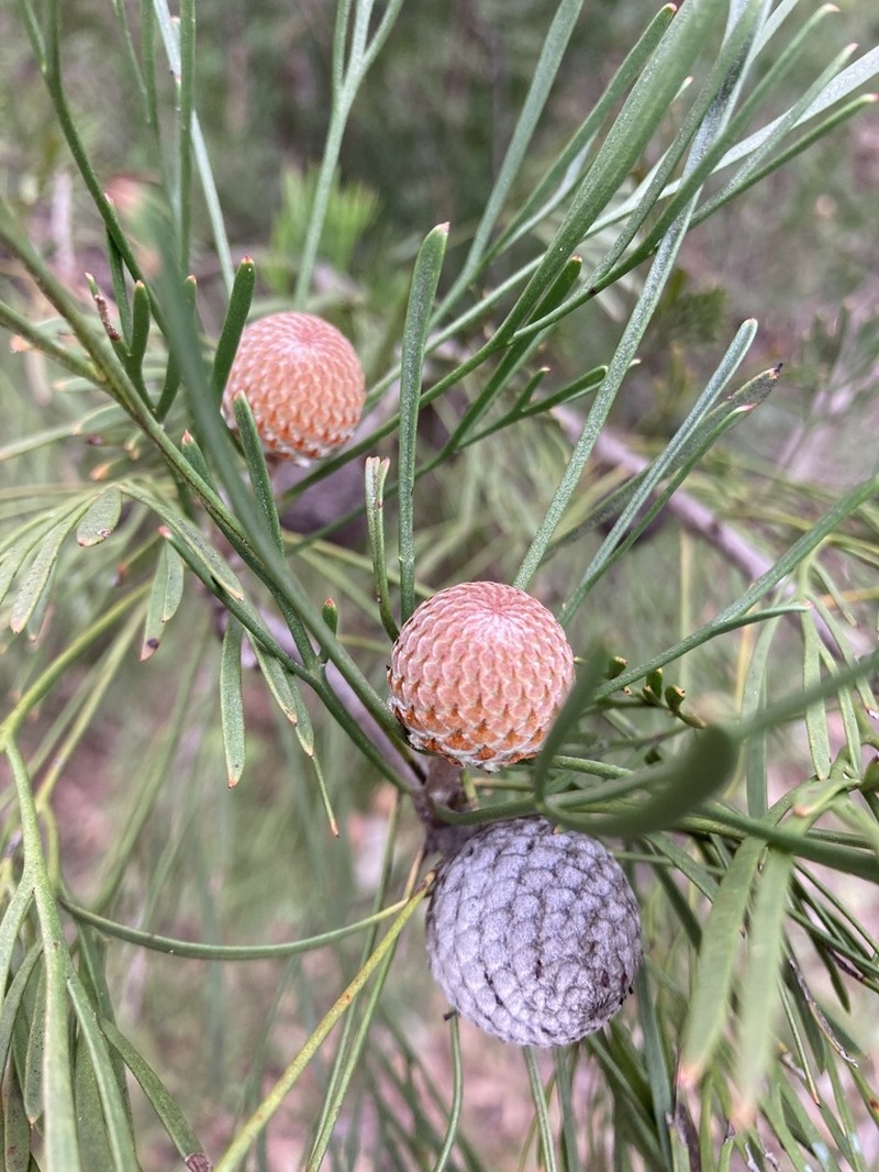 Isopogon dawsonii photo 7