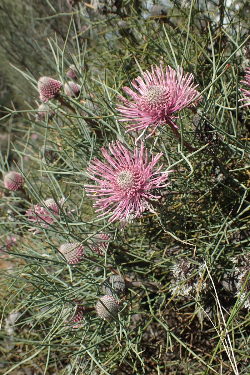 Isopogon divergens