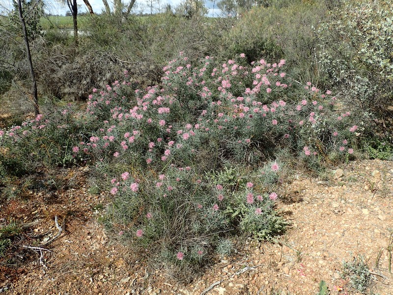Isopogon divergens photo 2