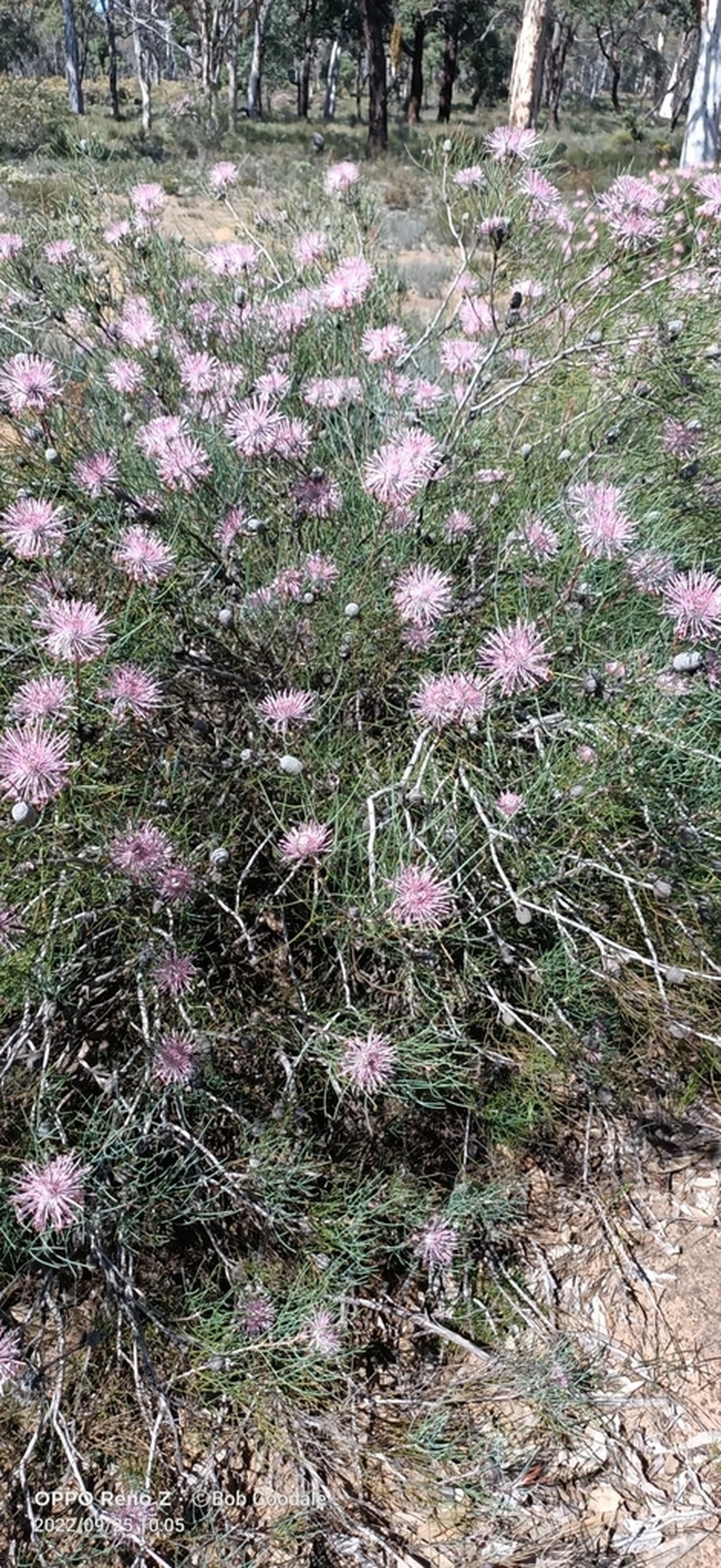 Isopogon divergens photo 3
