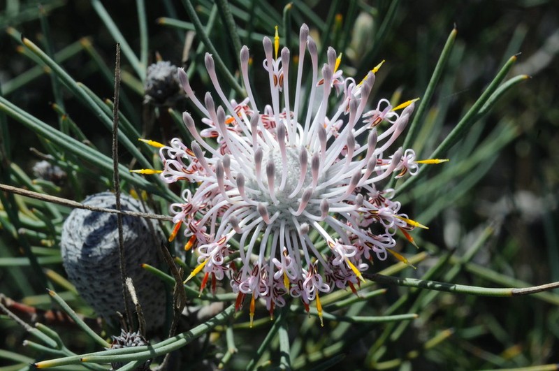Isopogon divergens photo 4