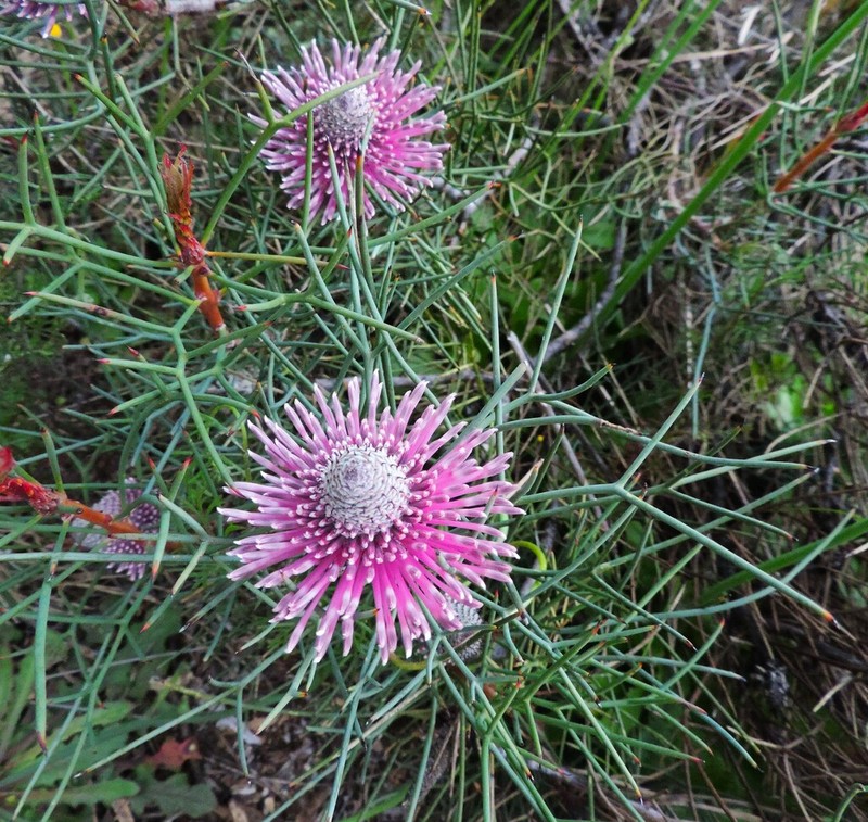 Isopogon divergens photo 5