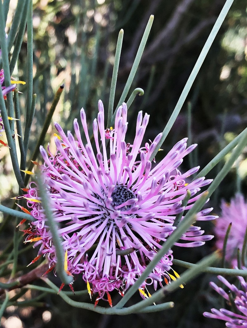 Isopogon divergens photo 6