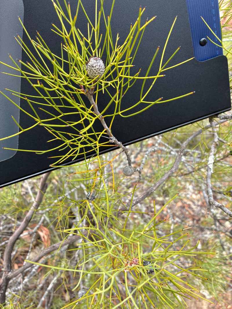 Isopogon divergens photo 7