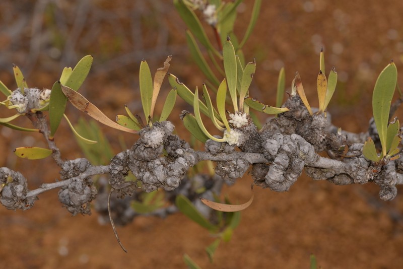 Isopogon elatus