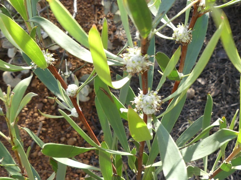 Isopogon elatus photo 2