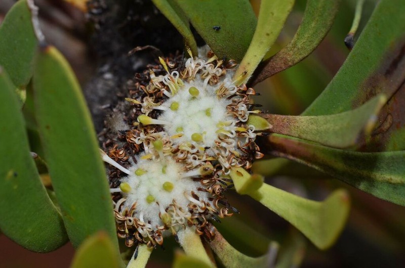 Isopogon elatus photo 4