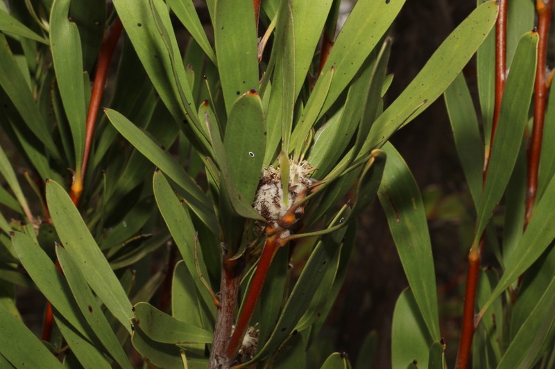 Isopogon elatus photo 5