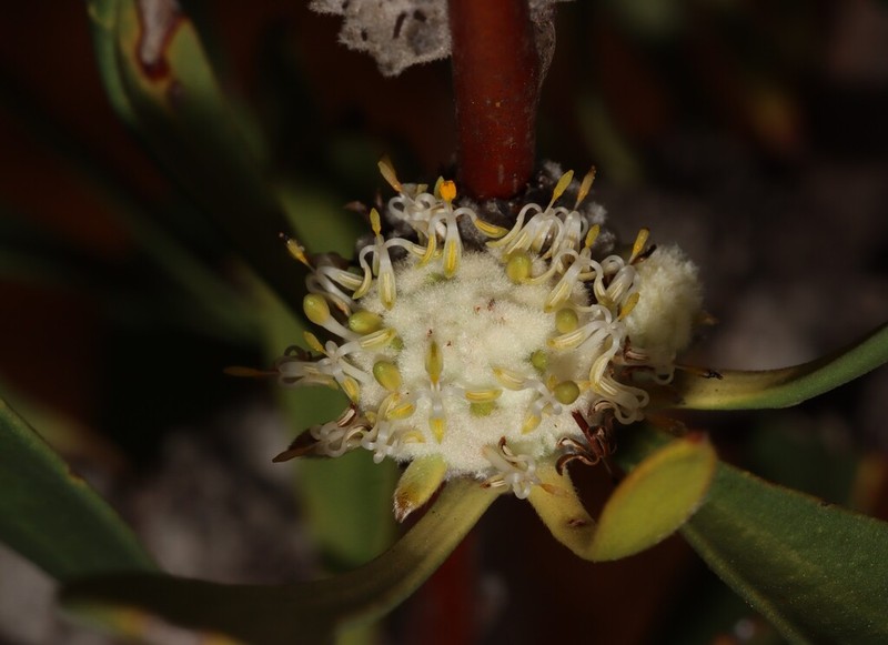 Isopogon elatus photo 6