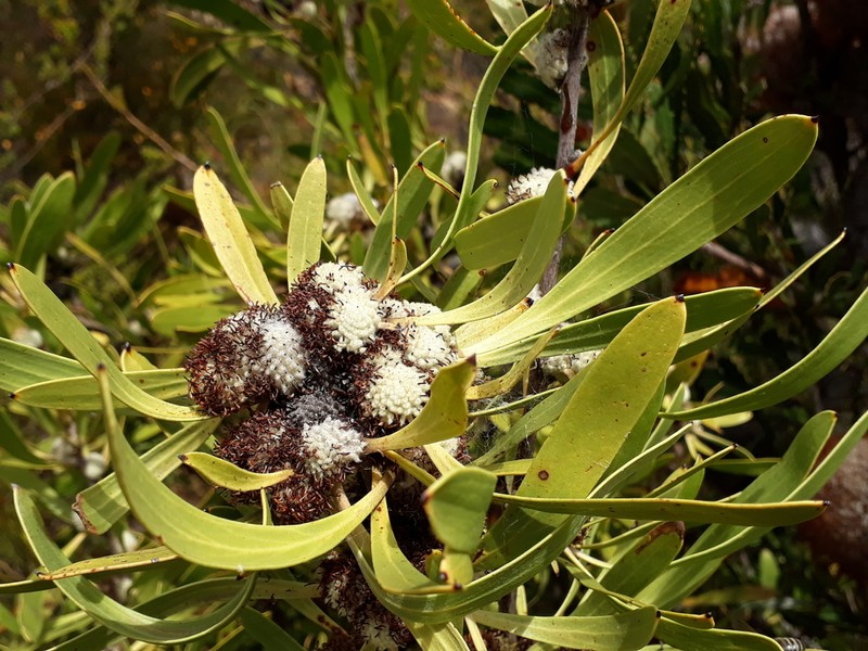 Isopogon elatus photo 7