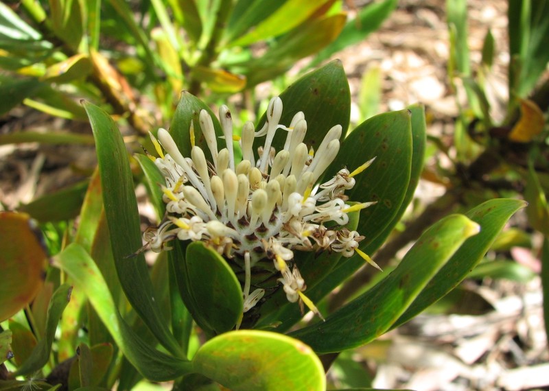 Isopogon fletcheri