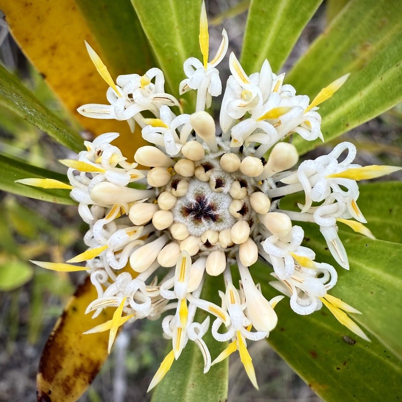 Isopogon fletcheri photo 2