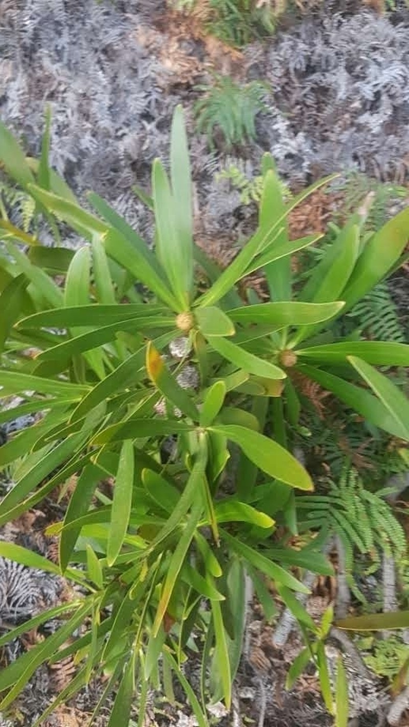 Isopogon fletcheri photo 3