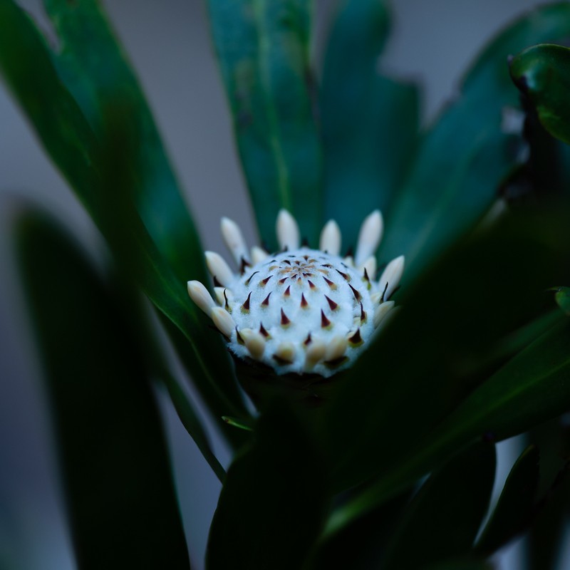 Isopogon fletcheri photo 4