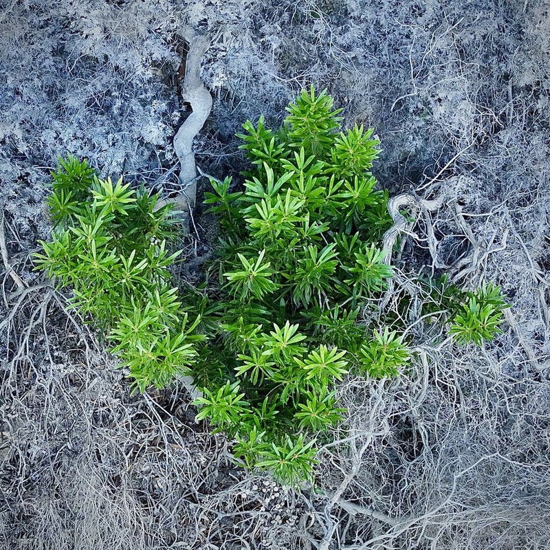Isopogon fletcheri photo 5