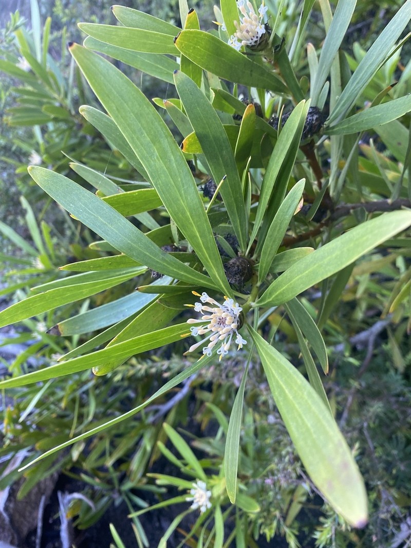 Isopogon fletcheri photo 6