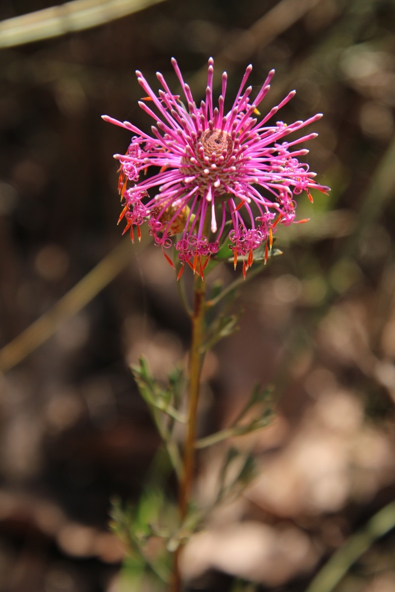 Isopogon formosus subsp. dasylepis