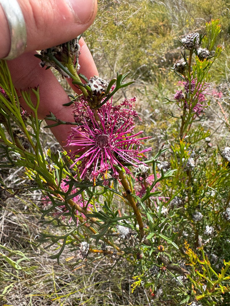 Isopogon formosus subsp. dasylepis photo 2