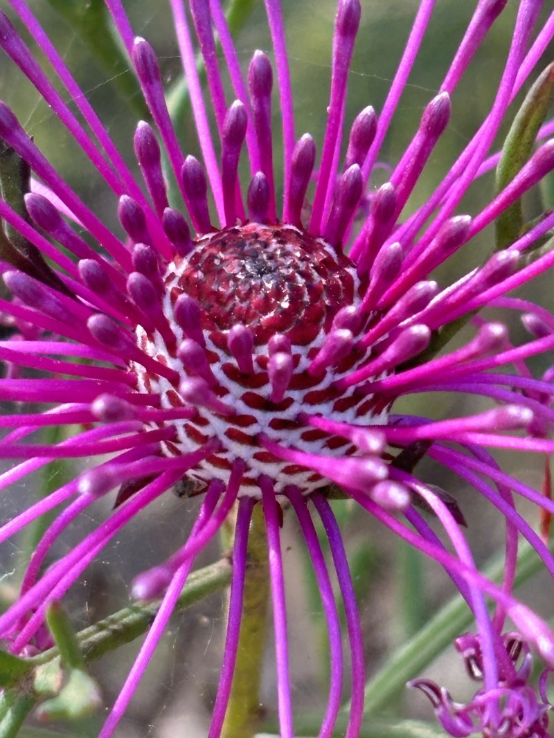 Isopogon formosus subsp. dasylepis photo 3