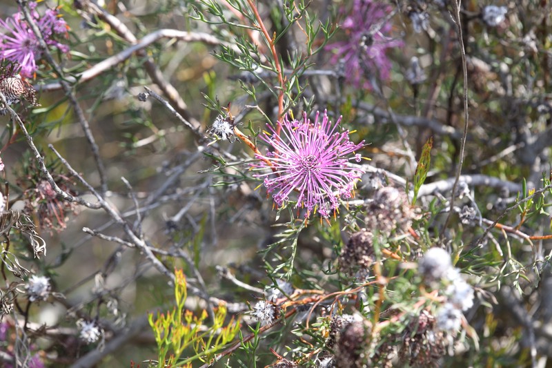 Isopogon formosus subsp. dasylepis photo 4