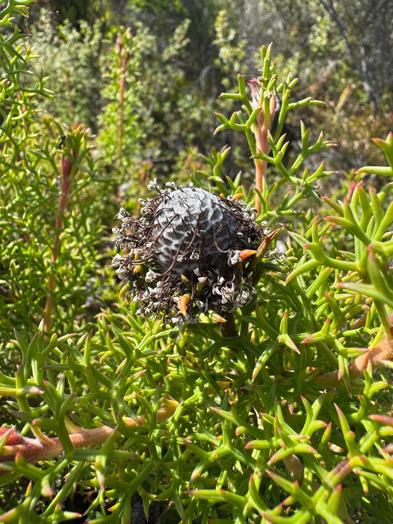 Isopogon formosus subsp. formosus