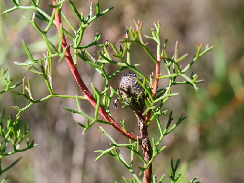 Isopogon formosus subsp. formosus photo 2